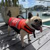 Спасательный жилет для собак Jetpilot Dog PFD red S24, Размеры (жилеты): 8 (S), img 2